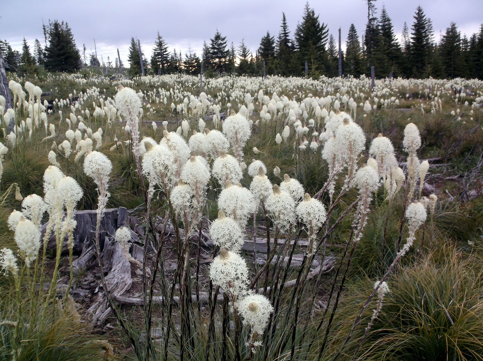 Year of the bear grass